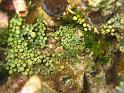 caulerpa sp